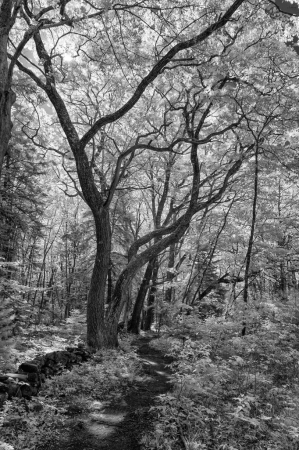 Under the Oaks