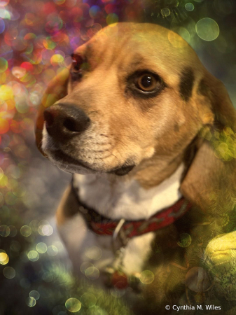 Beagle Beauty 