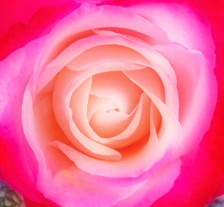 Rose Beauty. 