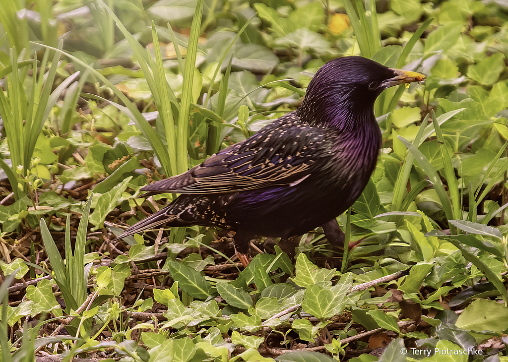 Starling