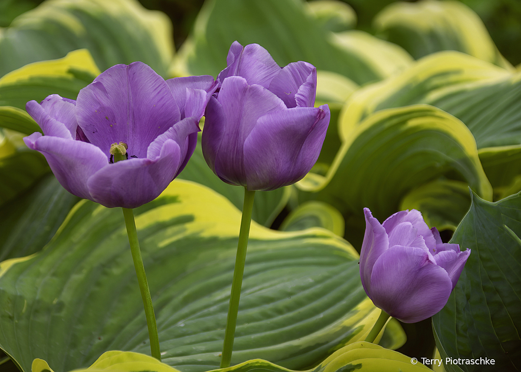Tulip Stages