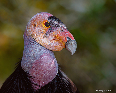 California Condor 