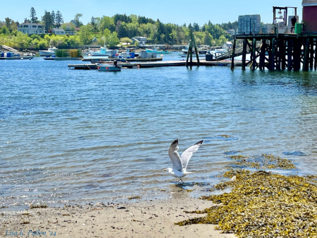 Seagull at Mackerel Cove