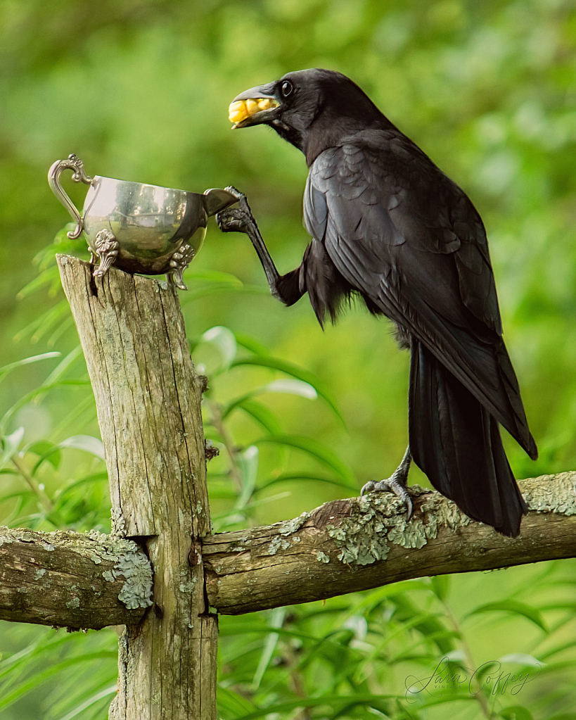 Eating Crow