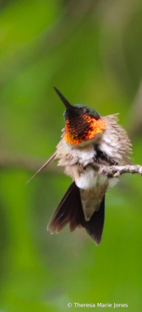 Fluffy Male Hummingbird