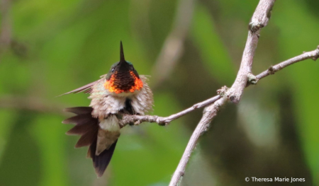 Stretching Male Hummingbird