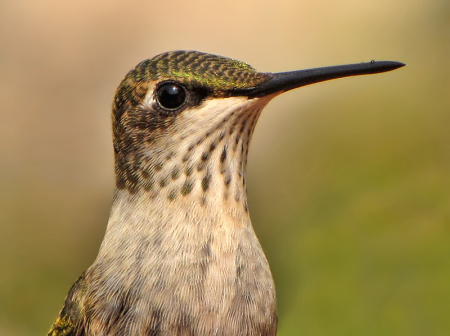 Hummingbird Portrait