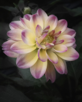 May 2024 Photo Contest 2nd Place Prize Winner
