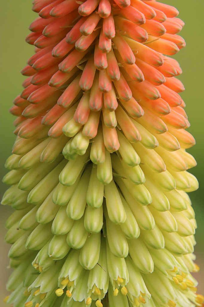 Red Hot Poker