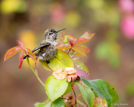 Anna's Hummingbird