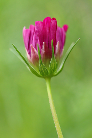 Blooming Cosmos