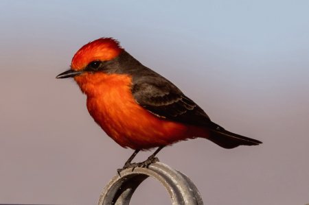 Arizona Vermilion Flycatcher