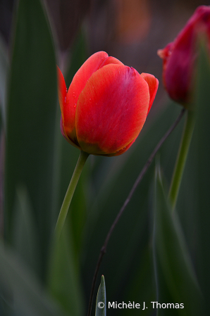 Simply Red!