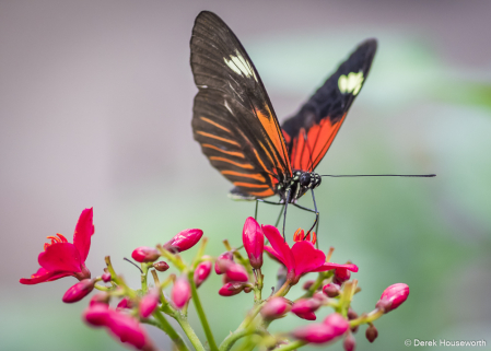 Small Postman Butterfly