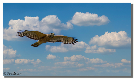 Red Shoulder Hawk Fly By