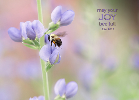 Joy Bee Full