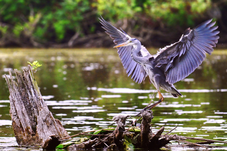 Gray Heron