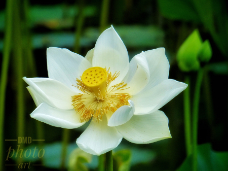 ~ ~ HEART OF LOTUS ~ ~ 