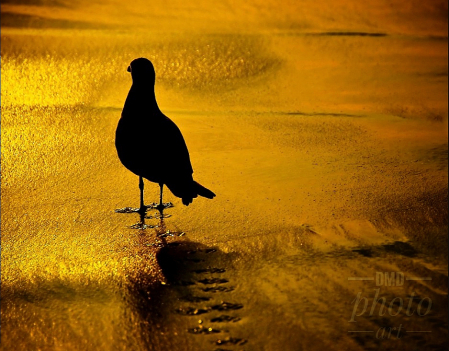 ~ ~ AMIDST THE GOLDEN SAND ~ ~ 