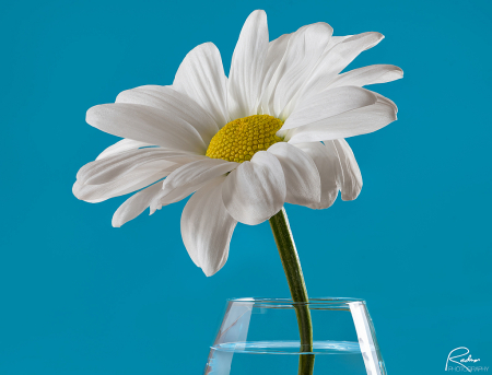 Daisy in Vase