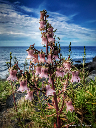 ~ ~ PINK BELLS IN THE BEACH ~ ~ 
