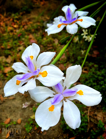 ~ ~ THREE DAY LILIES ~ ~ 