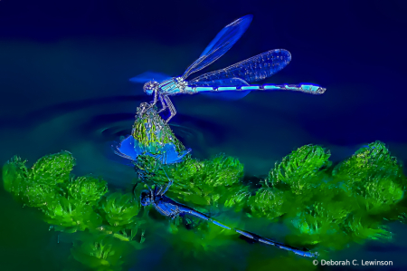 Dragonfly Landscape