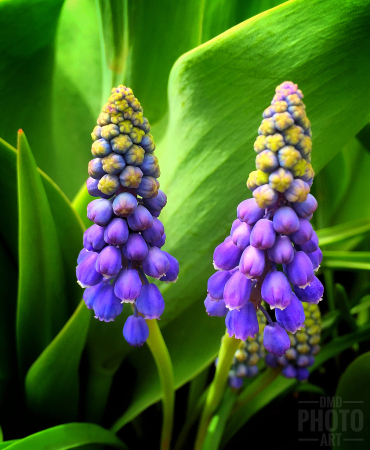 ~ ~ GRAPE HYACINTHS ~ ~ 