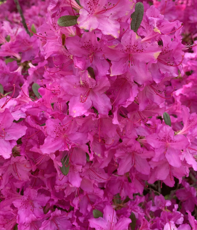 rhododendron in pink