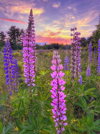 Fields of colors 