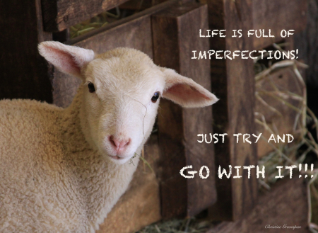 Life's Imperfections
