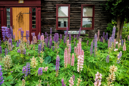 Lupine House