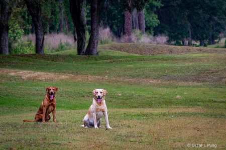 Good Dogs!