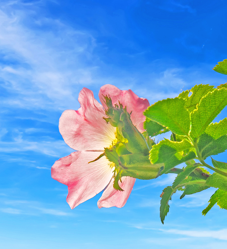 Rose, Green and Blue.