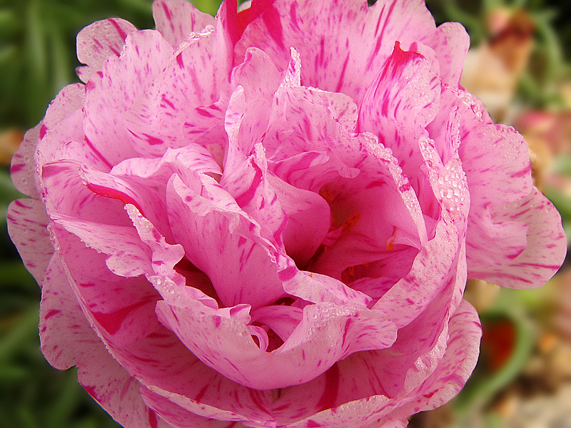 A Pink Beauty