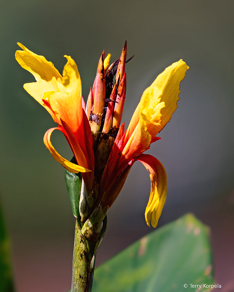 State Botanical Garden of Georgia