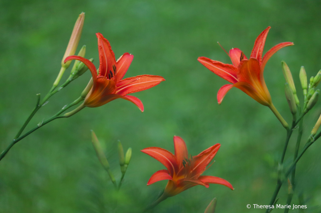 Three Lillies