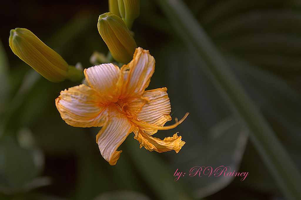 Summer Flower Blooming