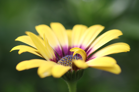 African Daisy