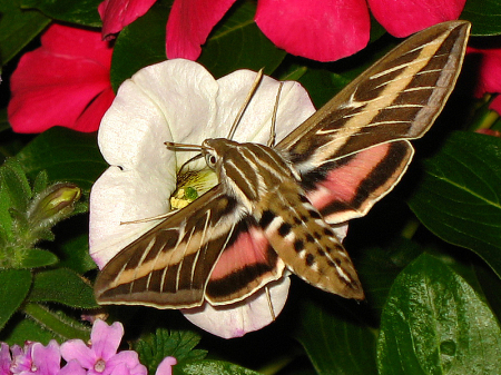 Beautiful Wings