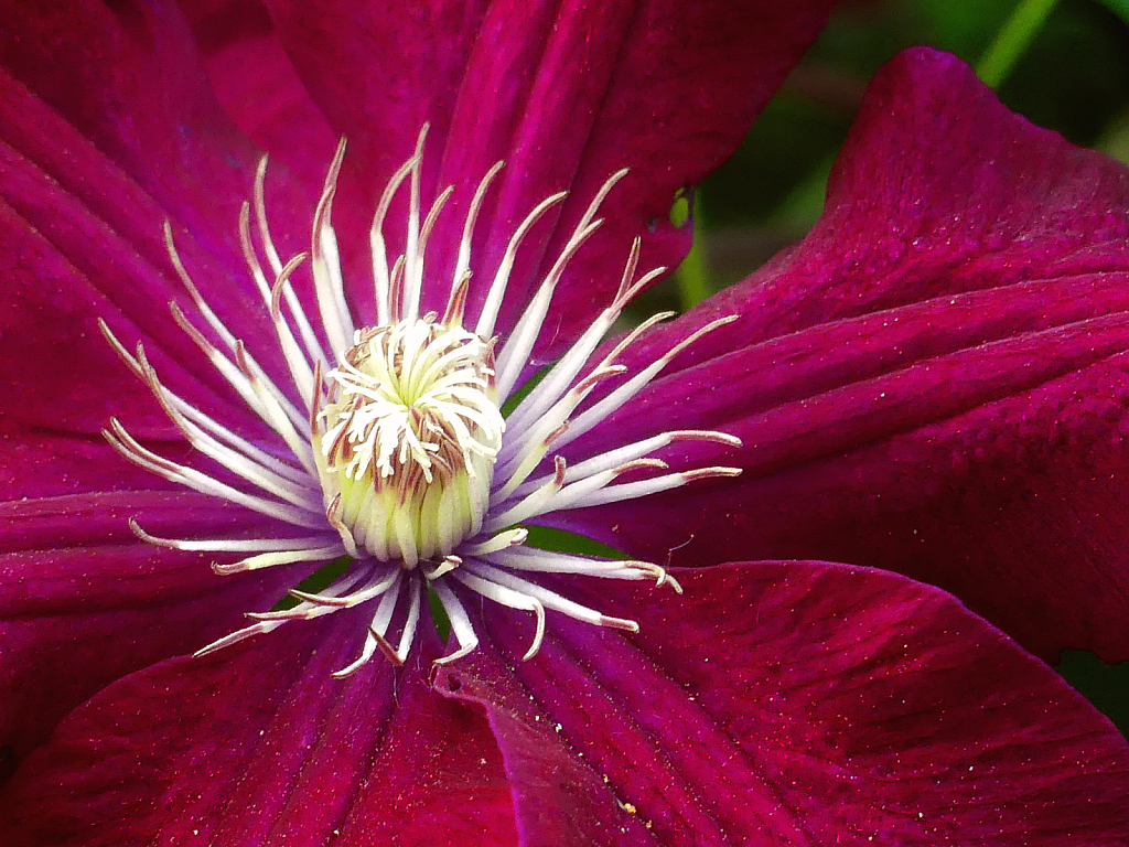 Clematis Heart