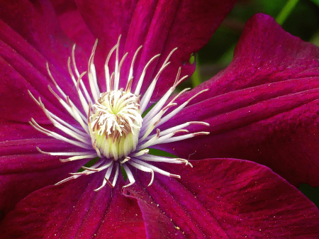 Clematis Heart