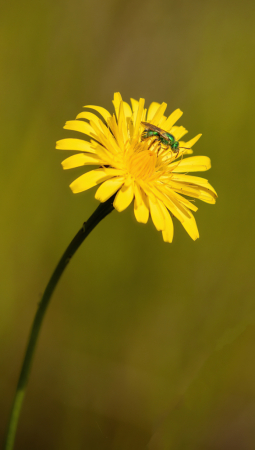 Dandy Bug