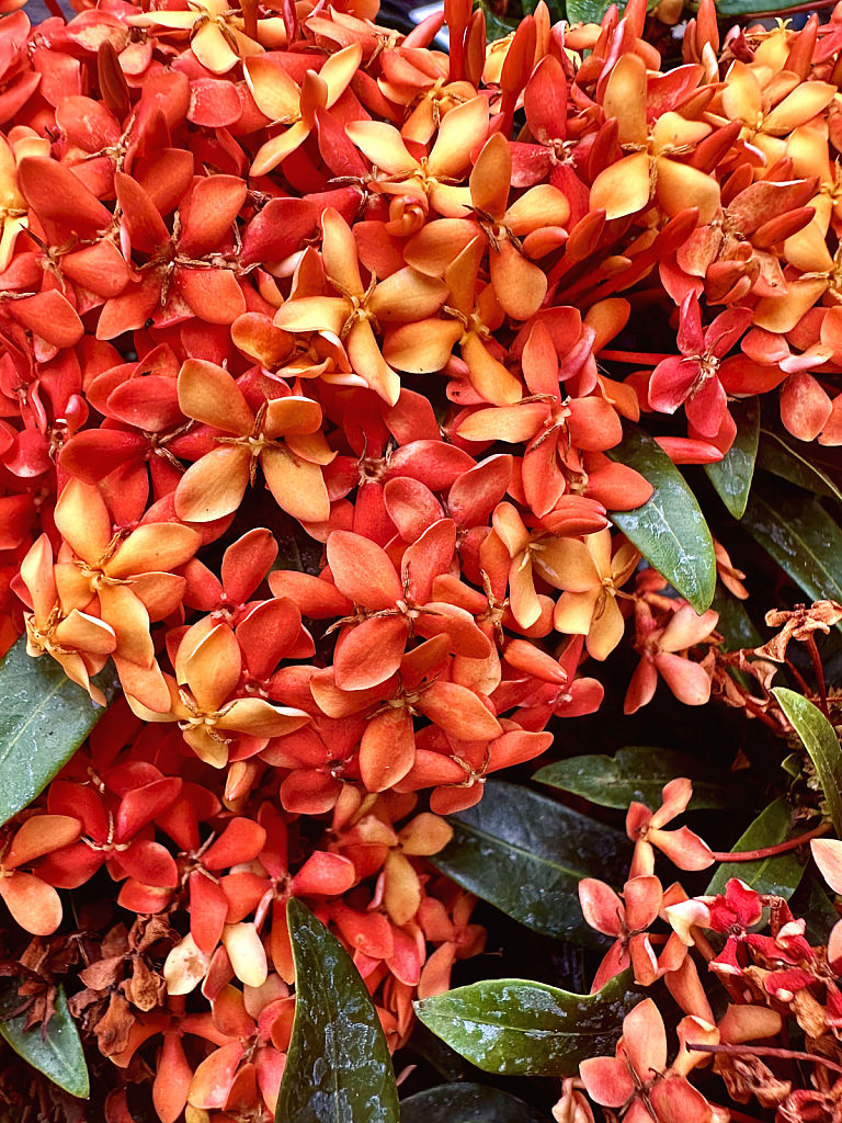 Shades of orange 