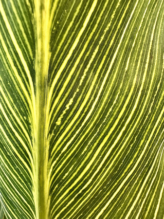 Natural lines