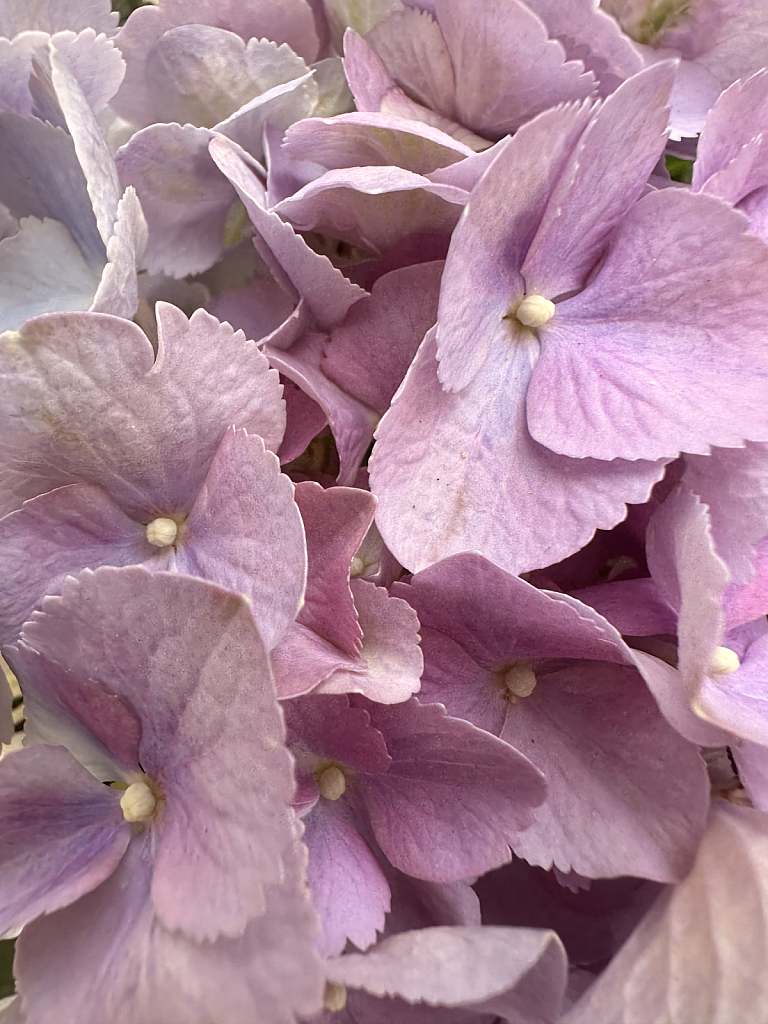 Lavender hydrangeas 