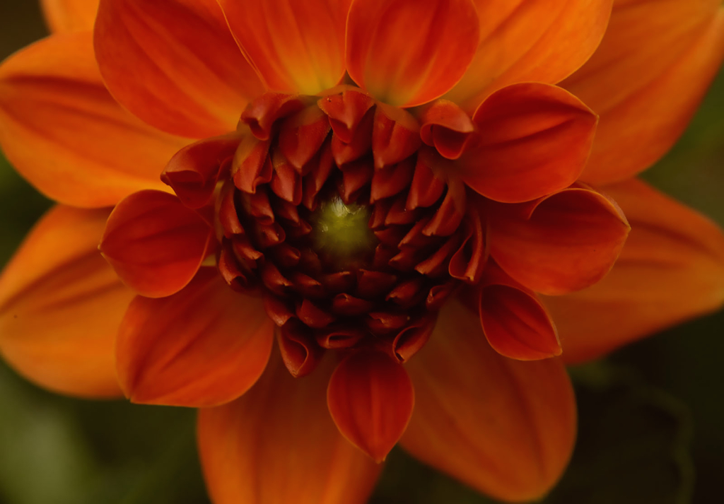 Orange Dahlia