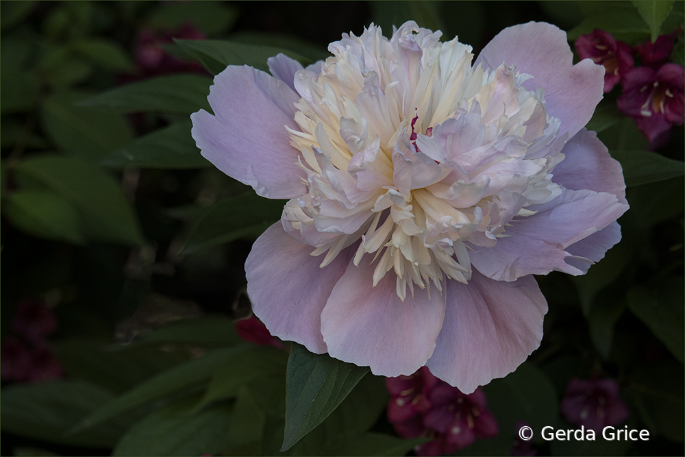 Pink Peony amid Weigela Bushes