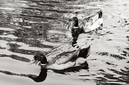 movement in black and white......