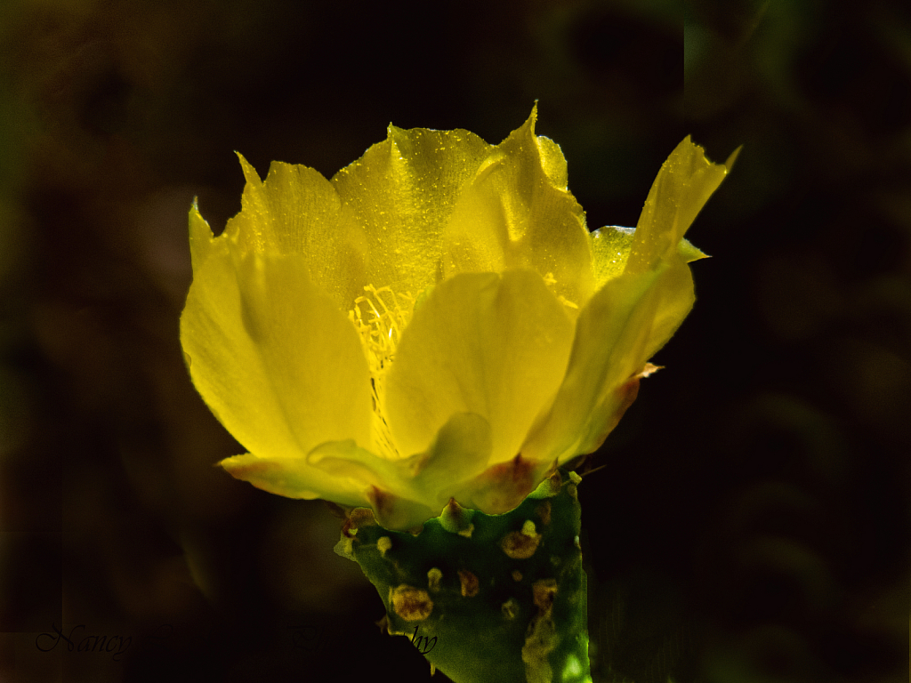 Cactus Bloom